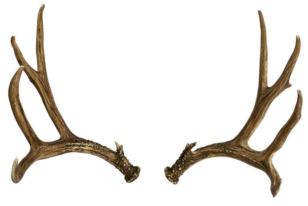 bois de cerf dans le cadre du flux Hondro Sol Valgus